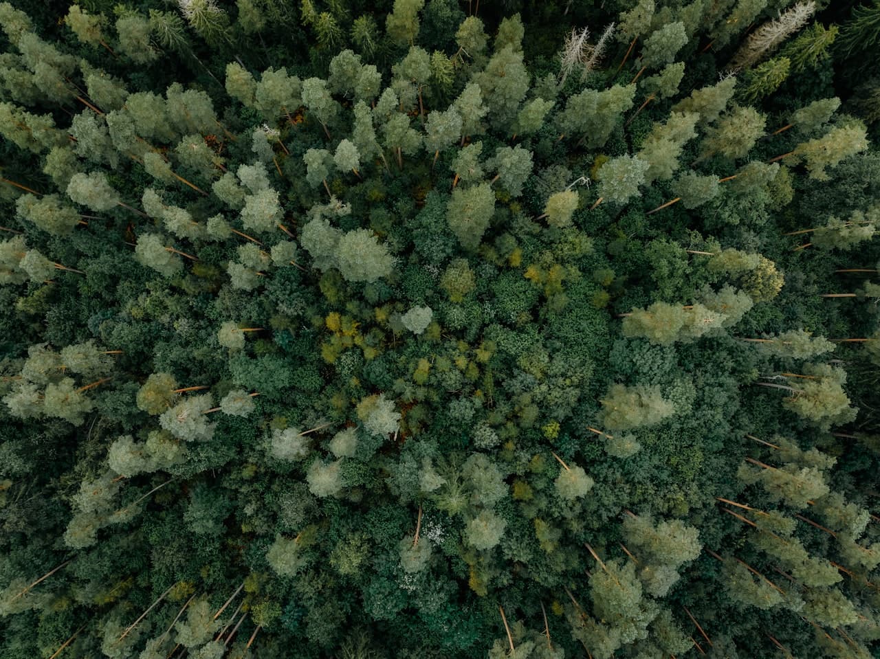 Conservation & Carbon