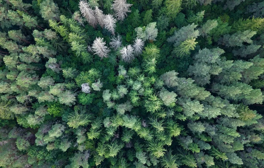 Aerial example: Canopy height and biomass