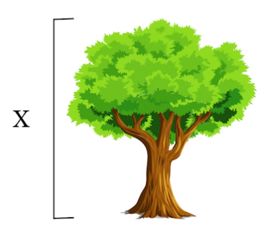 Illustration of a tree with a bracket labelled X marking its total height, representing total carbon sequestered