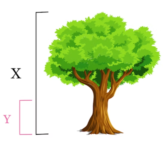 Same tree illustration now split into brackets X and Y, showing the smaller additional portion attributable to project intervention